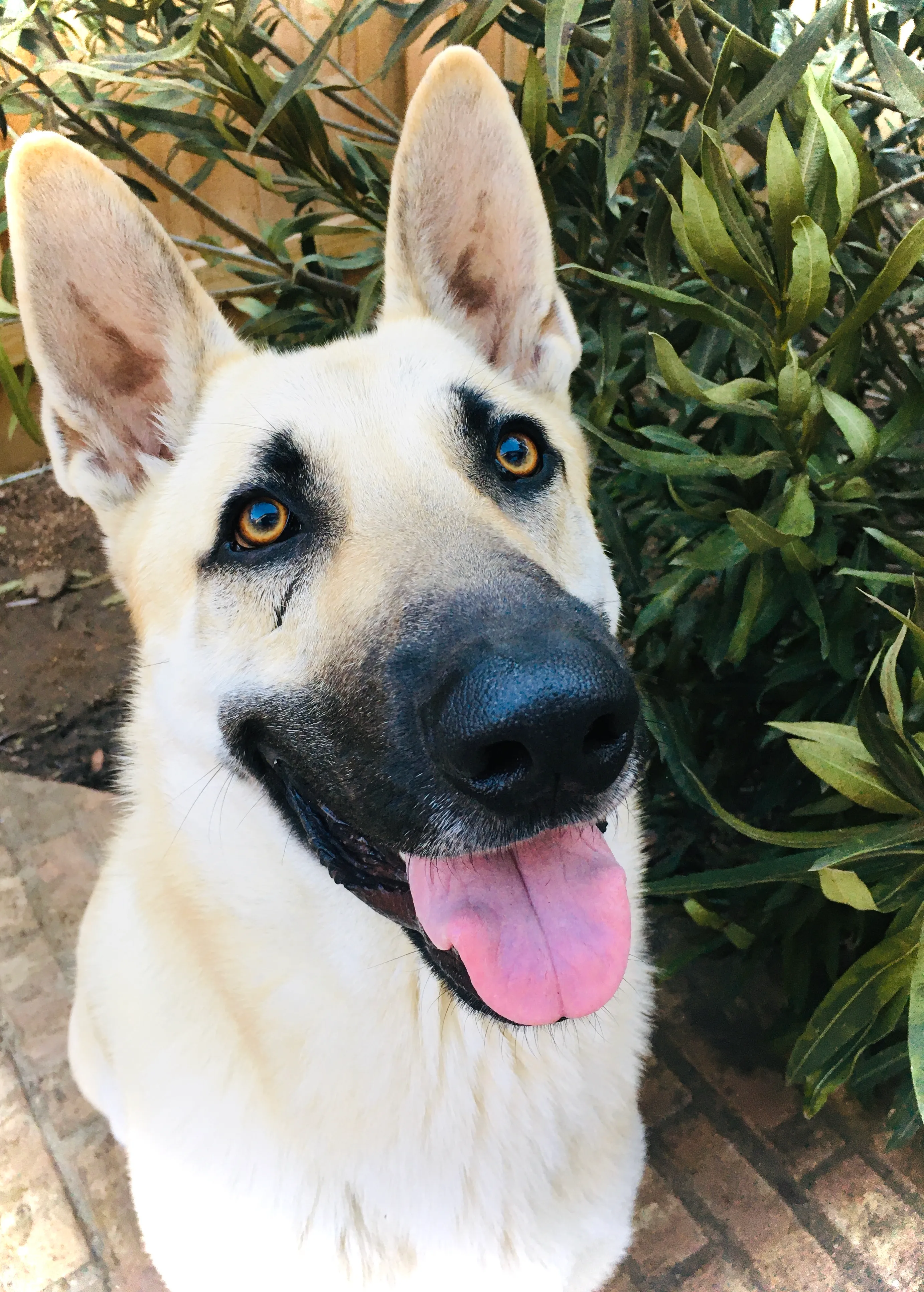 Post A Photo Of Your Pet!
