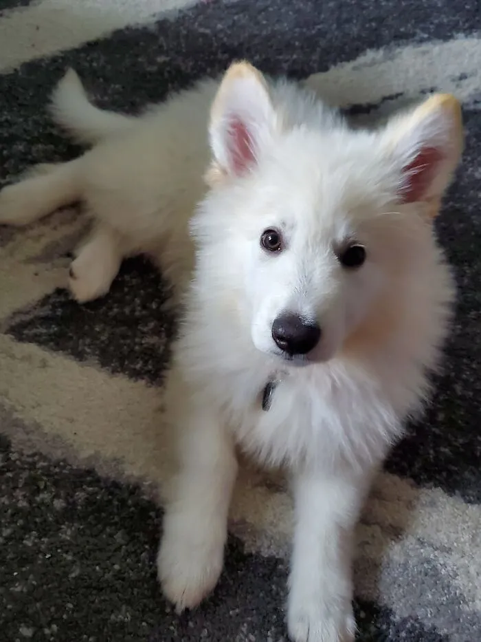My Sweet Lupo