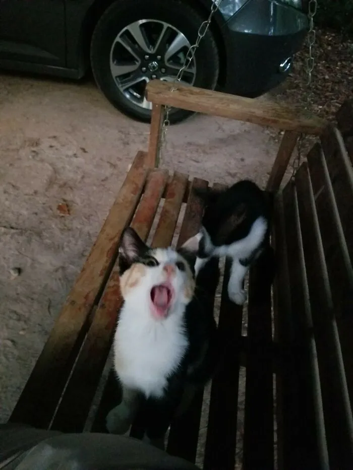 Me: Fu**  Butterscotch:"Omg What Did She Say"