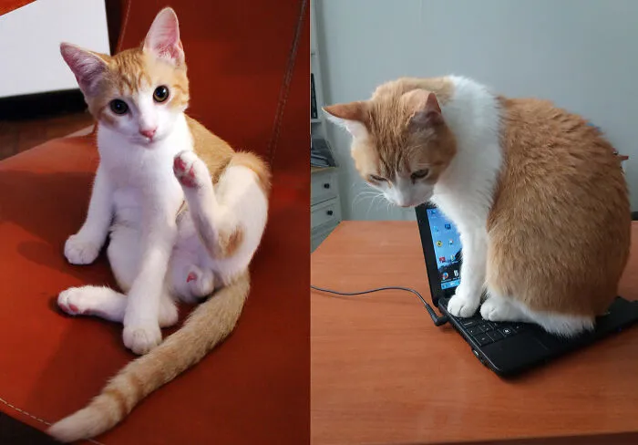 Rush Just Arrived Home And 8 Years Later...