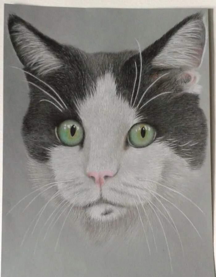 I Have Drawn My Cat