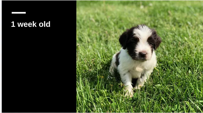 This Little Puppy!