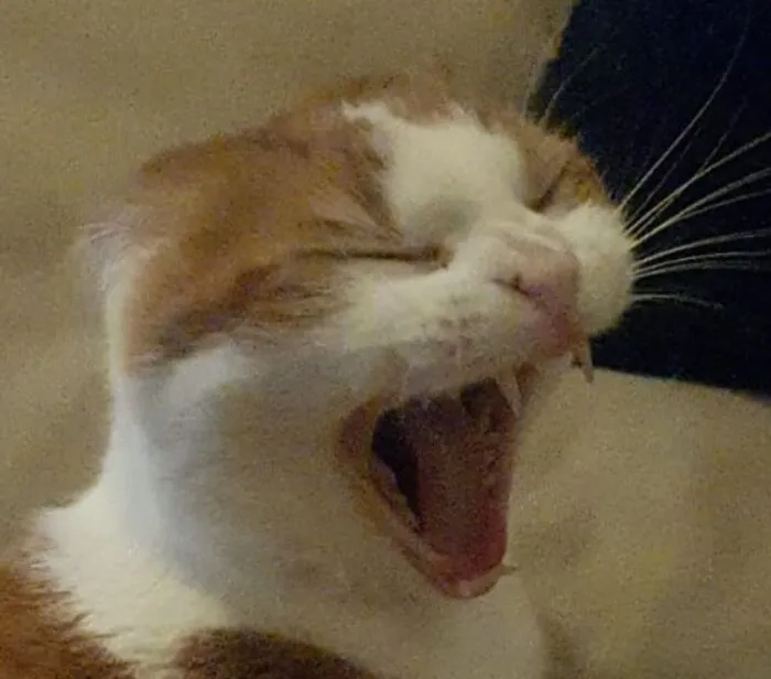 The Classic Mid-Yawn With A Side Of Where Did Your Ears Go?!