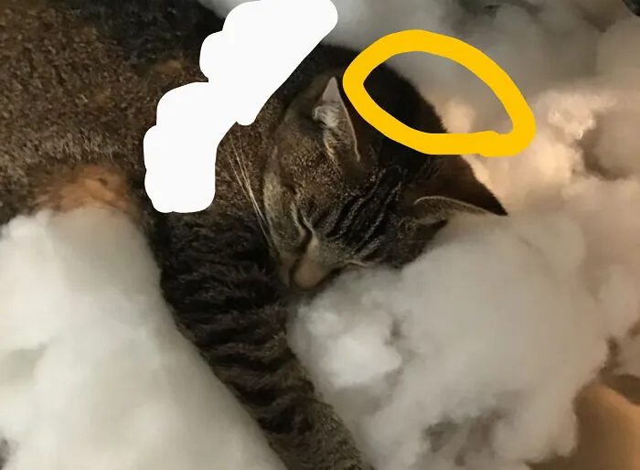 All Kitty's Are Angels.