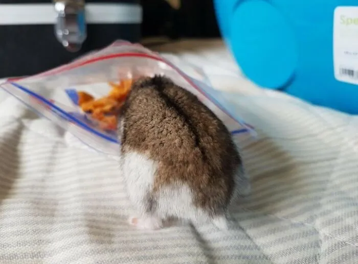 You Turn Your Back On Him For One Minute, And This Happens 🤣
