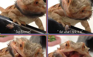 Hey Pandas, Turn A Pic Of Your Pet Into A Meme (Closed)