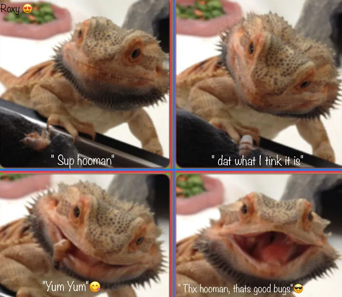Roxy In Her Funny/Hunger Mood (Don't Know If This Is A Meme Thou)😁