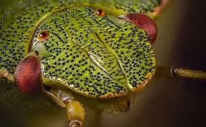 Some Insects Portraits I Took
