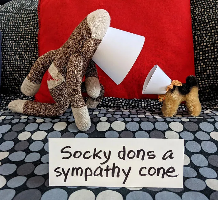 During The Pandemic, I Try To Amuse My Wife With This Sock Monkey, And I Hope It Will Amuse You Too (60 New Pics)