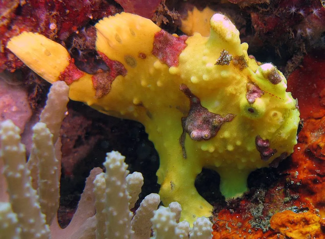 Some Of The Oddest Animals On Earth.