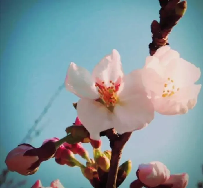 Hanami 2016 Is Sendai-Shi