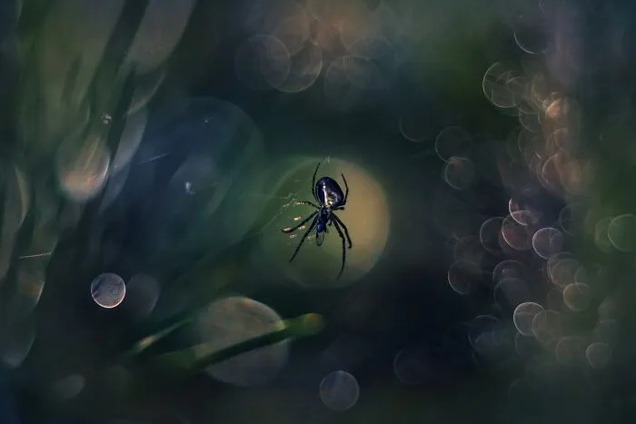I Photograph Spiders And Their Beautiful Faces