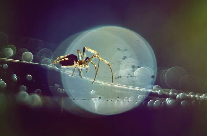 I Photograph Spiders And Their Beautiful Faces