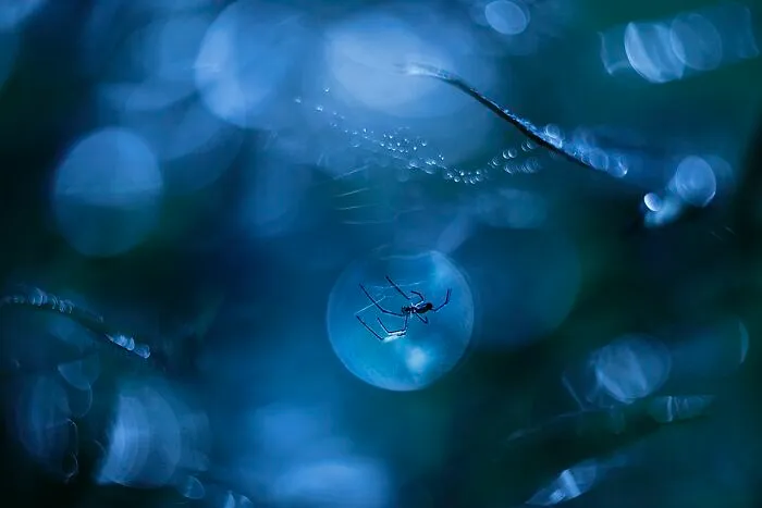 I Photograph Spiders And Their Beautiful Faces