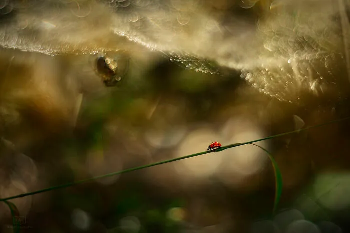 I Photograph Spiders And Their Beautiful Faces