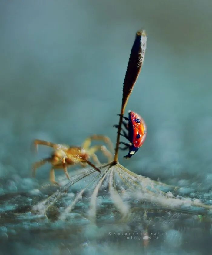 I Photograph Spiders And Their Beautiful Faces