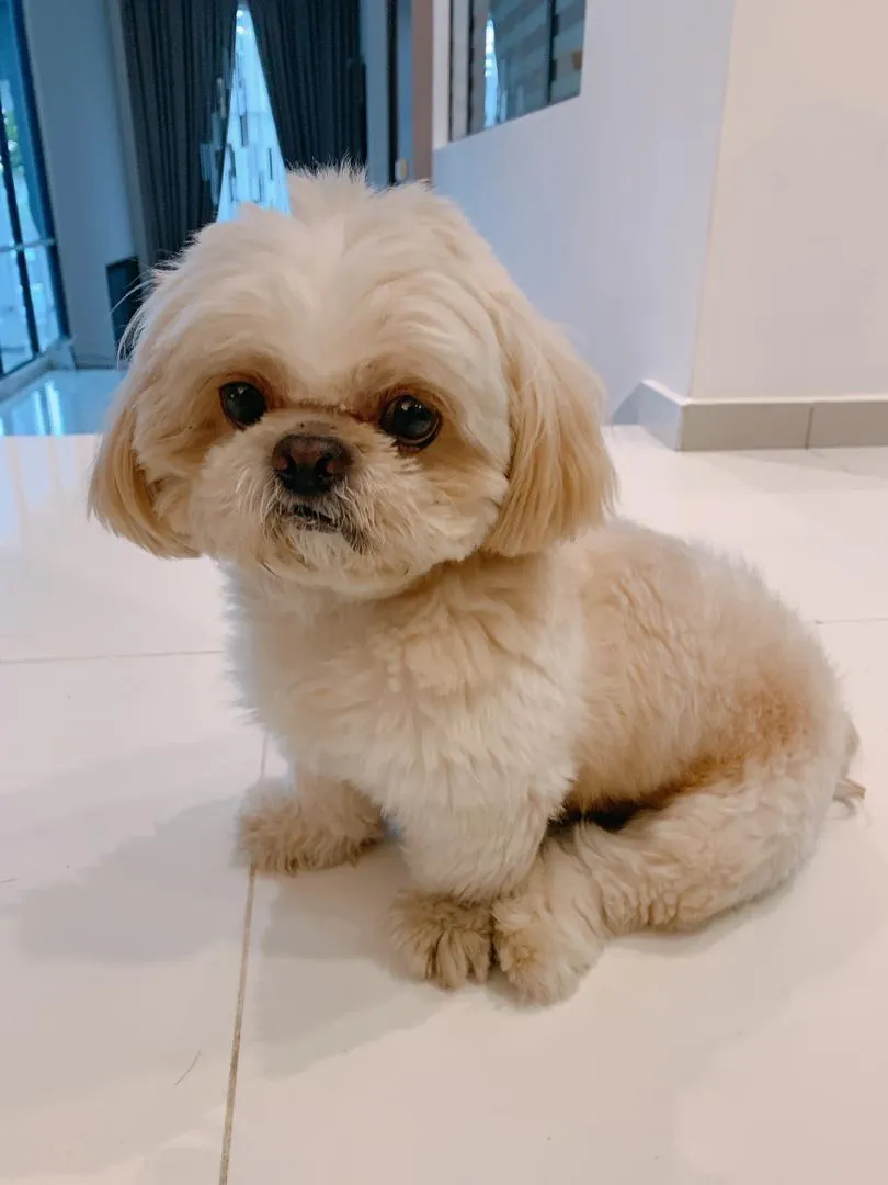 My Dog Just Looks So Cute. With Shorter Fur