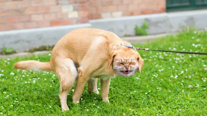 Cursed
