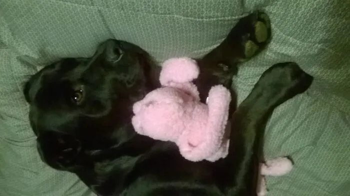 Our Smoochy Pooch Ready For Bed....