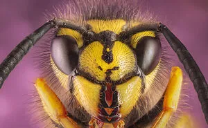 Some Insects Portraits I Took