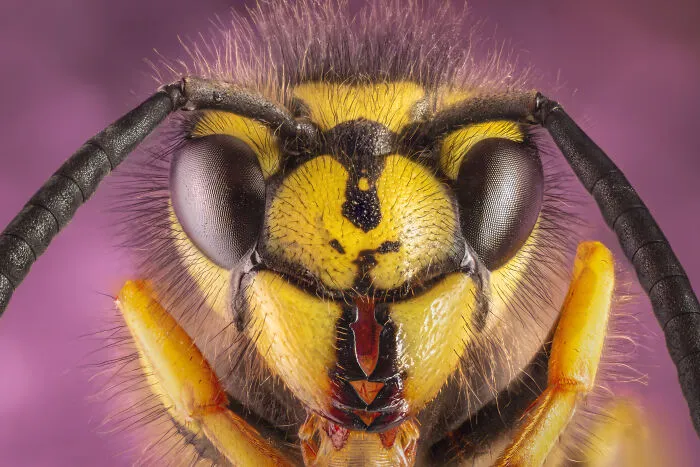 Wasp