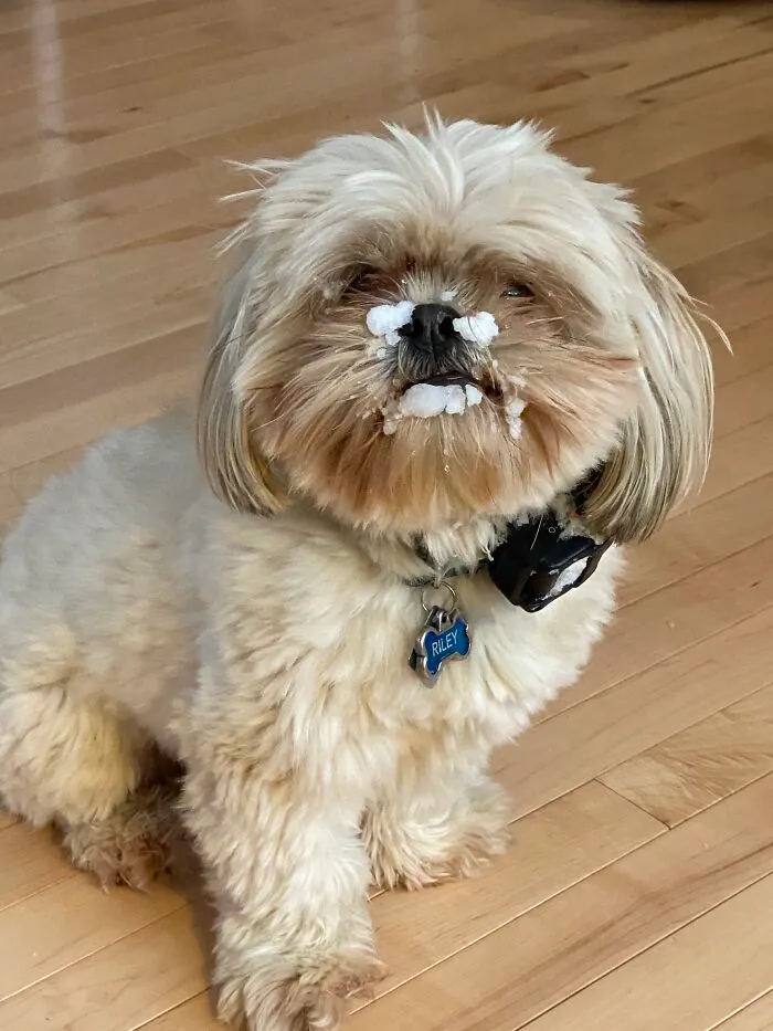 My Boi Riley Enjoying Winter & Summer!