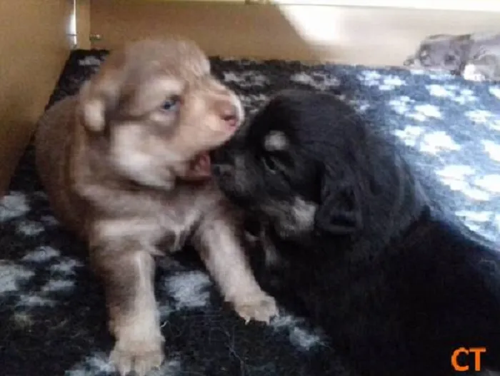 My Dog Choosing A Career Very Early In Life, Follow Up In Comments With Camera Roll Pics