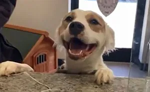 50 Of The Most Wholesome Rescue Pet Photos This April
