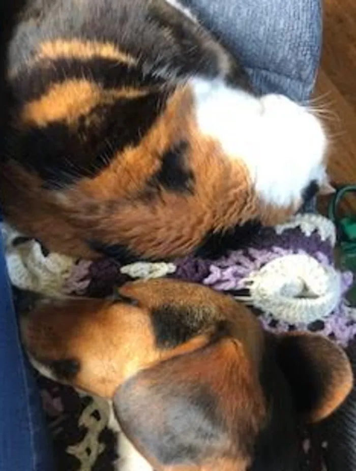 Daisy (Cat) And Una (Dog). Unas Usually To Energetic For Daisy But When Shes Sleepin Their Friends