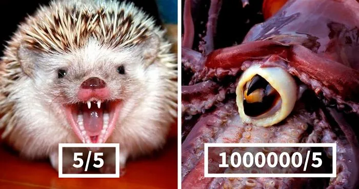 Woman On Twitter Educates People On Getting Bitten By These 20 Different Animals