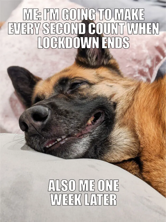 17 Spot-On Funny Pet Memes About Quarantine By Comedy Pet Photo Awards