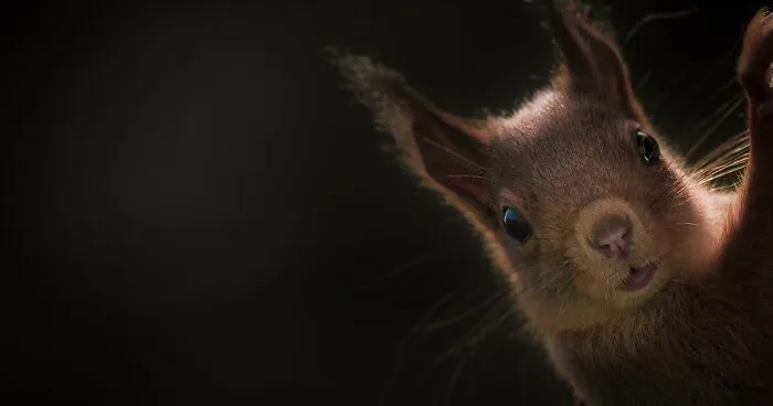 I Capture Animals As If They Were Photographed In A Studio And These Are 24 Of My Best Pictures