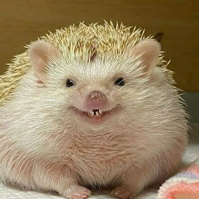This Page Posts Pics Of Animals With Powerful Auras, And Here Are 50 Of The Most Interesting Pics (New Ones)