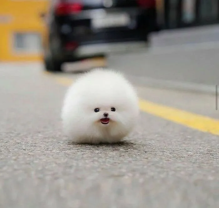 This Page Posts Pics Of Animals With Powerful Auras, And Here Are 50 Of The Most Interesting Pics (New Ones)