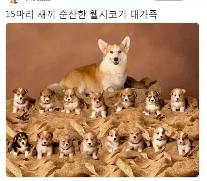 Animals-With-Threatening-Auras-Pics