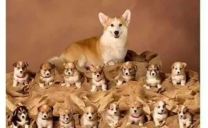 This Page Posts Pics Of Animals With Powerful Auras, And Here Are 50 Of The Most Interesting Pics (New Ones)