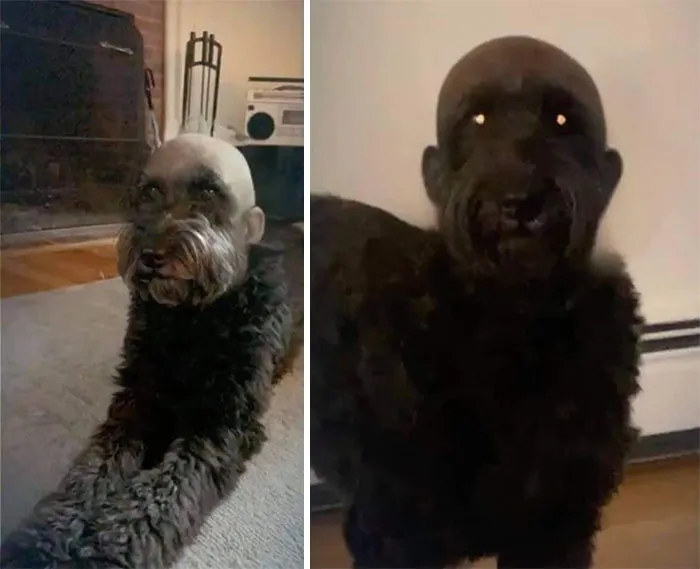 Animals-With-Threatening-Auras-Pics