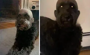 This Page Posts Pics Of Animals With Powerful Auras, And Here Are 50 Of The Most Interesting Pics (New Ones)