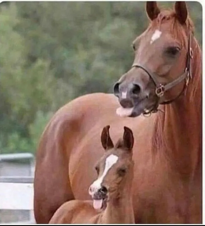 This Page Posts Pics Of Animals With Powerful Auras, And Here Are 50 Of The Most Interesting Pics (New Ones)