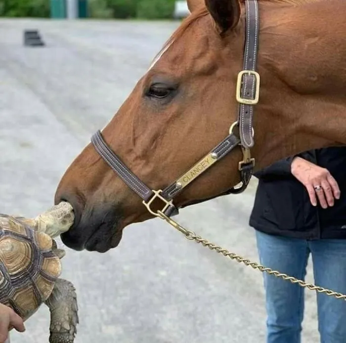 This Page Posts Pics Of Animals With Powerful Auras, And Here Are 50 Of The Most Interesting Pics (New Ones)