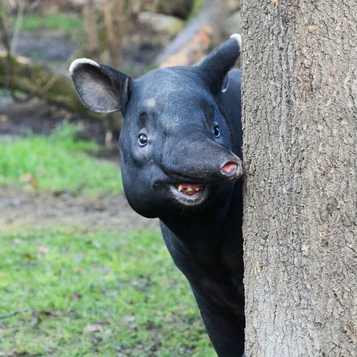 50 Fotos interesantes de animales con auras poderosas (Nuevas imágenes)