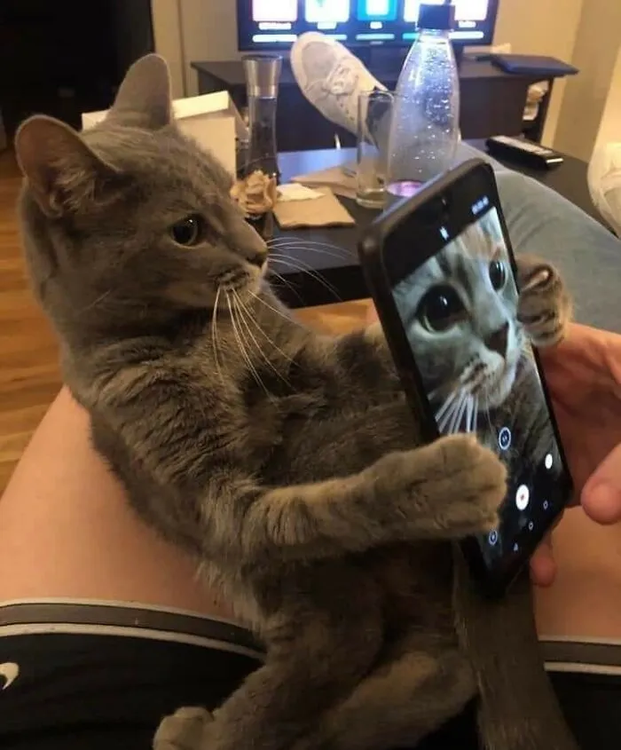This Page Posts Pics Of Animals With Powerful Auras, And Here Are 50 Of The Most Interesting Pics (New Ones)