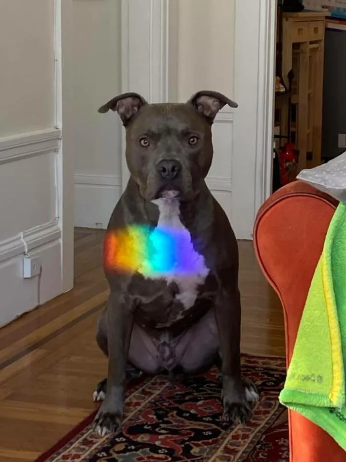 50 Fotos interesantes de animales con auras poderosas (Nuevas imágenes)