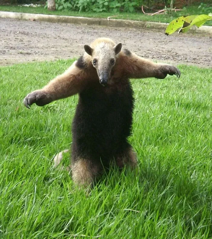 Animals-With-Threatening-Auras-Pics