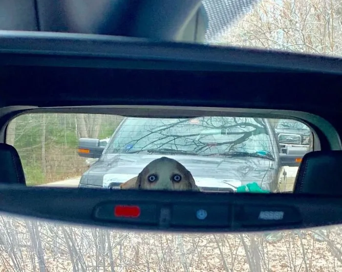 This Page Posts Pics Of Animals With Powerful Auras, And Here Are 50 Of The Most Interesting Pics (New Ones)