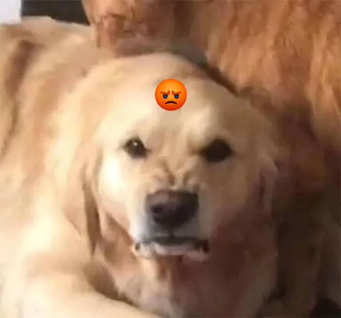 Animals-With-Threatening-Auras-Pics