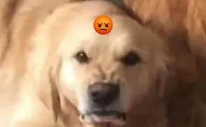 This Page Posts Pics Of Animals With Powerful Auras, And Here Are 50 Of The Most Interesting Pics (New Ones)