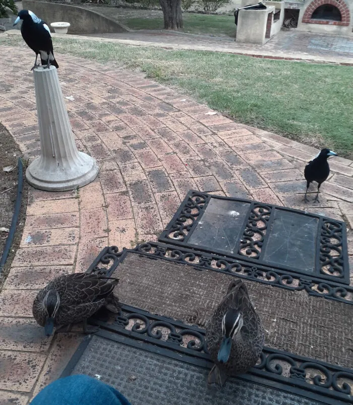 No Pets Right Now, Just Feed The Birds