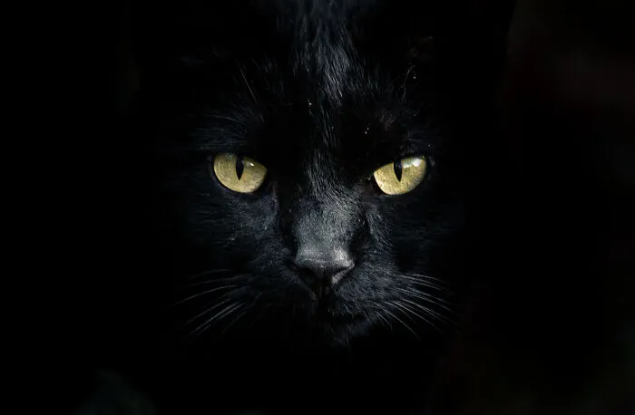 Wild Cat