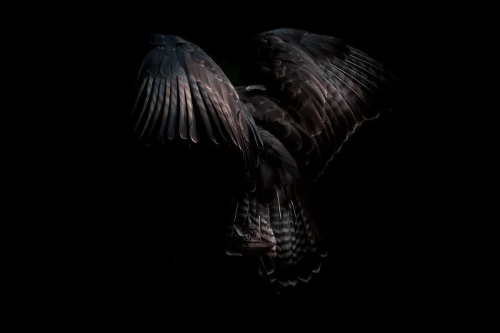 Buzzard Feathers